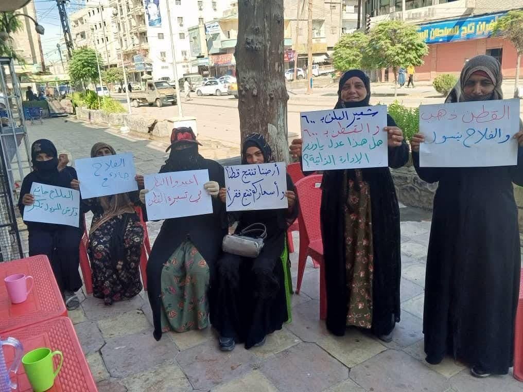 الذهب الأبيض يحتضر… قلة الدعم والجفاف وسياسات خاطئة تحارب مزارعي الجزيرة السورية